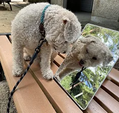 鏡をのぞいている犬